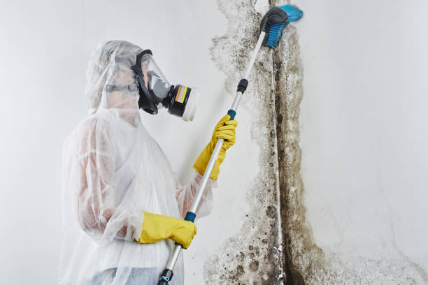 Best Mold Odor Removal Services  in Ellenville, NY